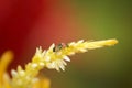 Orange and black beetle on flower Royalty Free Stock Photo