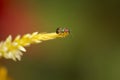 Orange and black beetle on flower Royalty Free Stock Photo