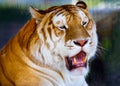 Orange Black Bengal Tiger Yawning Teeth