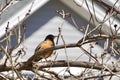 Orange and black bird perched on bare branches near a house Royalty Free Stock Photo