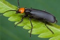 An orange and black blister beetle