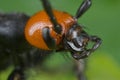 An orange and black blister beetle Royalty Free Stock Photo