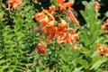 Orange and black blooming Tiger Lily flowers, Lilium lancifolium Royalty Free Stock Photo