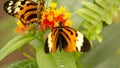 Orange and black butterflies