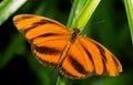 Orange and Black Butterfly Royalty Free Stock Photo