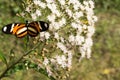 Orange and black butterfly on black background defocusede Royalty Free Stock Photo