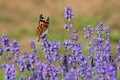 Orange and Black butterfly called VANESSA CARDUI or Painted Lady Royalty Free Stock Photo