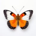 Orange Tip Butterfly: Striking Beauty On A White Background