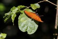 Close-up of orange and black butterfly , Iguazu, Misiones, Argentina