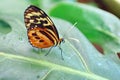 Orange and black butterfly in Mindo, Ecuador Royalty Free Stock Photo