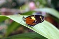 Orange and black butterfly in Mindo, Ecuador Royalty Free Stock Photo