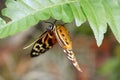 Orange and black butterfly in Mindo, Ecuador Royalty Free Stock Photo