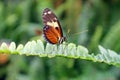 Orange and black butterfly in Mindo, Ecuador Royalty Free Stock Photo