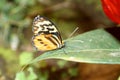 Orange and black butterfly in Mindo, Ecuador Royalty Free Stock Photo