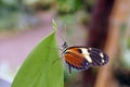 Orange and black butterfly in Mindo, Ecuador Royalty Free Stock Photo