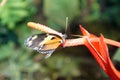 Orange and black butterfly in Mindo, Ecuador Royalty Free Stock Photo