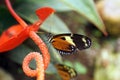 Orange and black butterfly in Mindo, Ecuador Royalty Free Stock Photo