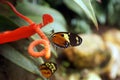 Orange and black butterfly in Mindo, Ecuador Royalty Free Stock Photo