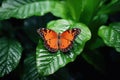 Orange and black butterfly perched on leaf, created using generative ai technology Royalty Free Stock Photo