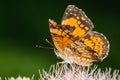 Orange and Black Butterfly on a Pink Flower Royalty Free Stock Photo