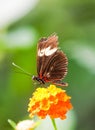 Orange black butterfly on a plant. Royalty Free Stock Photo