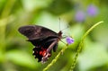 Orange black butterfly on a plant. Royalty Free Stock Photo