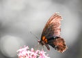 Orange black butterfly on a plant. Royalty Free Stock Photo