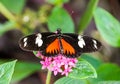 Orange black butterfly on a plant. Royalty Free Stock Photo