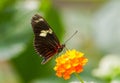 Orange black butterfly on a plant. Royalty Free Stock Photo