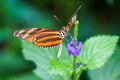 Orange black butterfly on a plant. Royalty Free Stock Photo