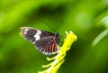 Orange black butterfly on a plant. Royalty Free Stock Photo
