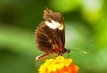 Orange black butterfly on a plant. Royalty Free Stock Photo