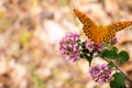Orange and black butterfly on a purple flower Royalty Free Stock Photo