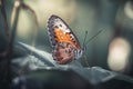 an orange and black butterfly sitting on a green leaf in a forest Royalty Free Stock Photo