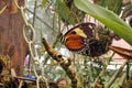 Orange and black butterfly in Mindo, Ecuador Royalty Free Stock Photo