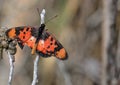 Orange and Black Cigarette Butt Butterfly Royalty Free Stock Photo