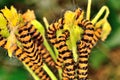 Orange and black cinnabar moth caterpillars