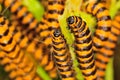 Orange and black cinnabar moth caterpillars