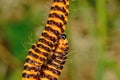 Orange and black cinnabar moth caterpillars