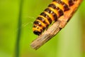 Orange and black cinnabar moth caterpillars