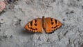 Orange-black colored butterfly on the ground