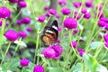 Orange And Black Dotted Wings In Meadow Park, Leopard Lacewing Butterfly On Purple Amaranth Flower.