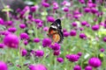 Orange and black dotted wings in meadow park, Leopard Lacewing butterfly on purple amaranth flower. Royalty Free Stock Photo