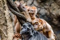 Orange and Black Ebony Langurs Grooming Each Other Atop a Maze of Branches in an Asian Jungle Environment