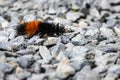 Orange and black fuzzy Woolly Bear Caterpillar on a gravel path Royalty Free Stock Photo