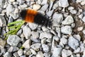 Orange and black fuzzy Woolly Bear Caterpillar on a gravel path