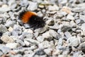 Orange and black fuzzy Woolly Bear Caterpillar on a gravel path Royalty Free Stock Photo