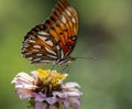 Gulf Fritillary Butterfly - Agraulis vanillae On Zinnia Blossom