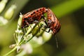 Orange and Black Harlequin beetles mating on a flower bud Royalty Free Stock Photo