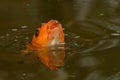 Orange and black  koi fish, Cyprinus carpio close up on the head Royalty Free Stock Photo